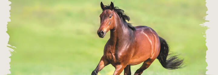 einstiegsbanner pferd ergaenzungsfutter supplement derby